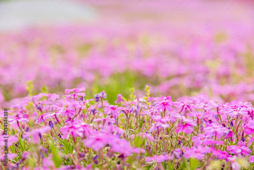 カラフルで綺麗な瑞々しい芝桜