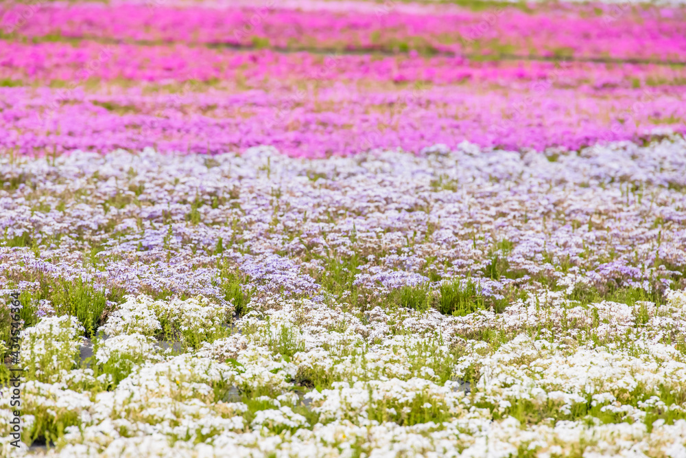 カラフルで綺麗な瑞々しい芝桜