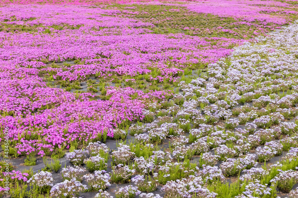 カラフルで綺麗な瑞々しい芝桜