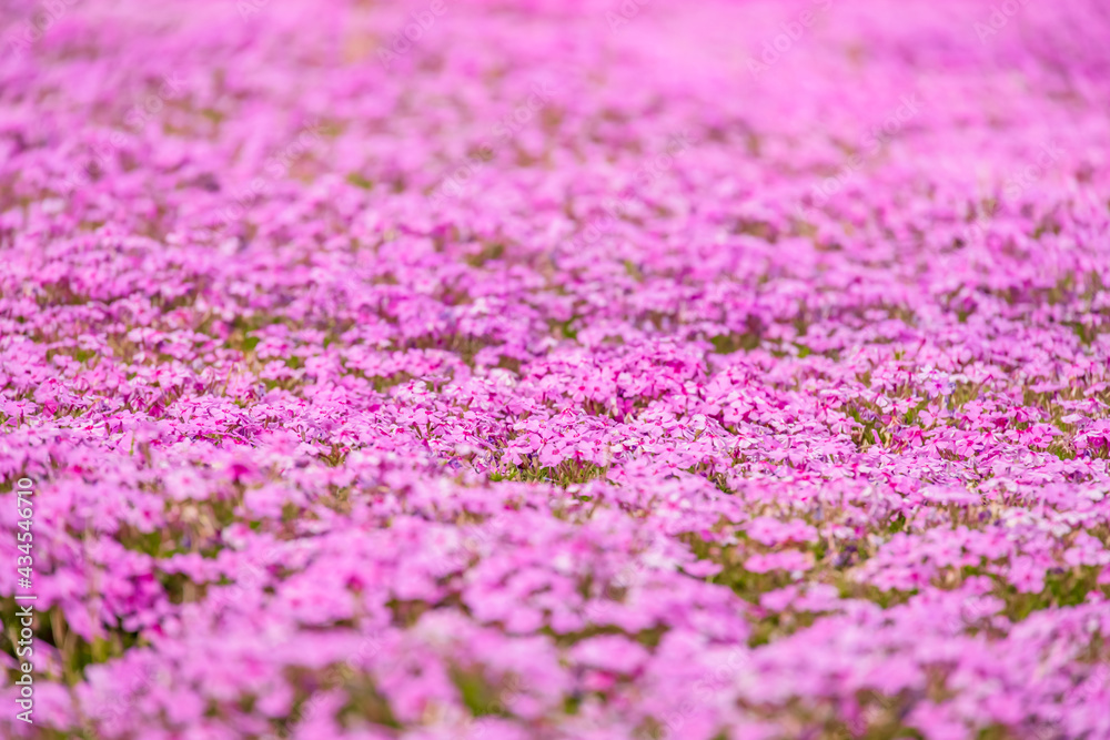 カラフルで綺麗な瑞々しい芝桜