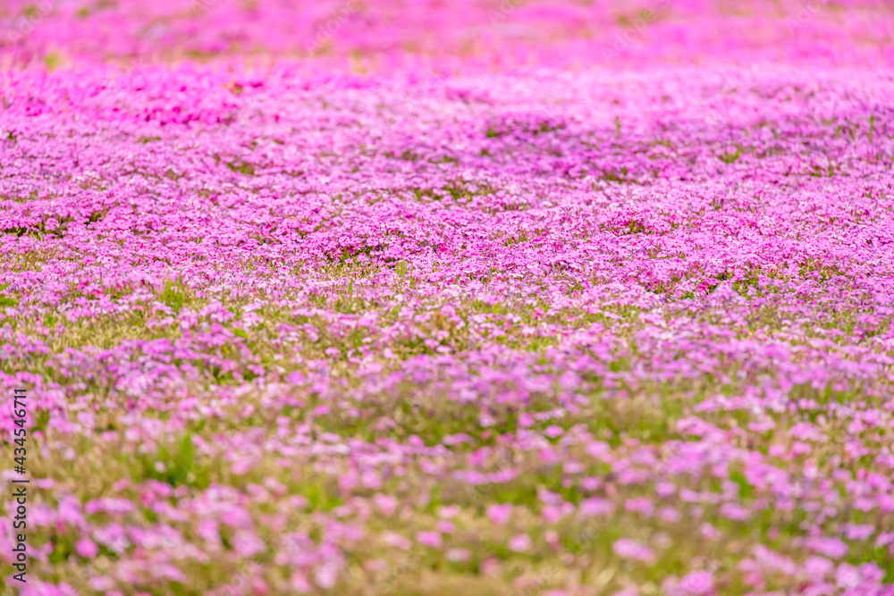 カラフルで綺麗な瑞々しい芝桜