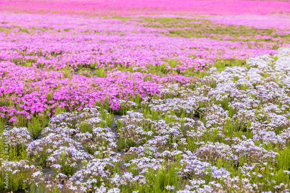 カラフルで綺麗な瑞々しい芝桜