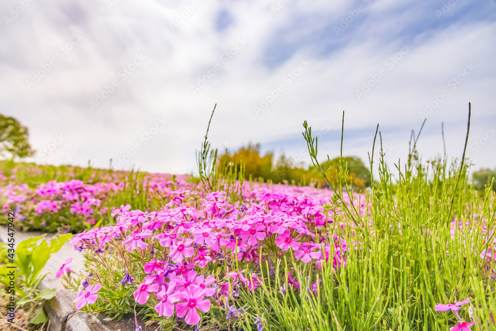 カラフルで綺麗な瑞々しい芝桜