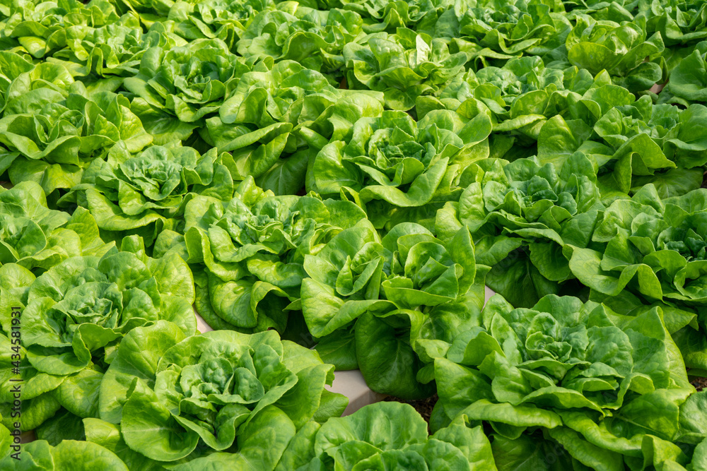 Butterhead lettuce vegetables smart plant of hydroponics farm for background ,Organic fresh harveste