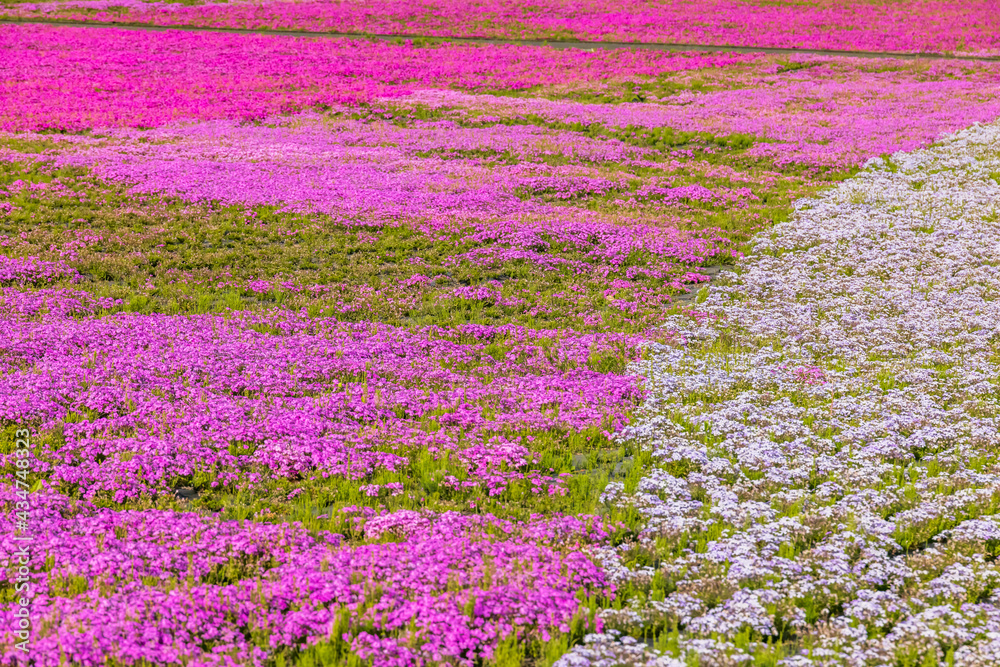 カラフルで綺麗な瑞々しい芝桜