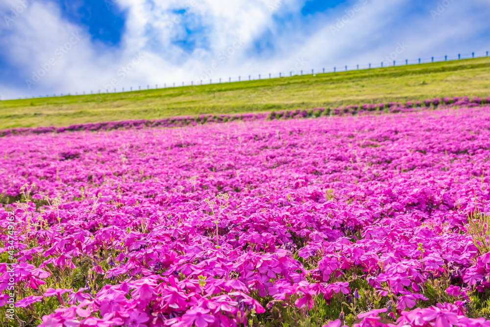 カラフルで綺麗な瑞々しい芝桜