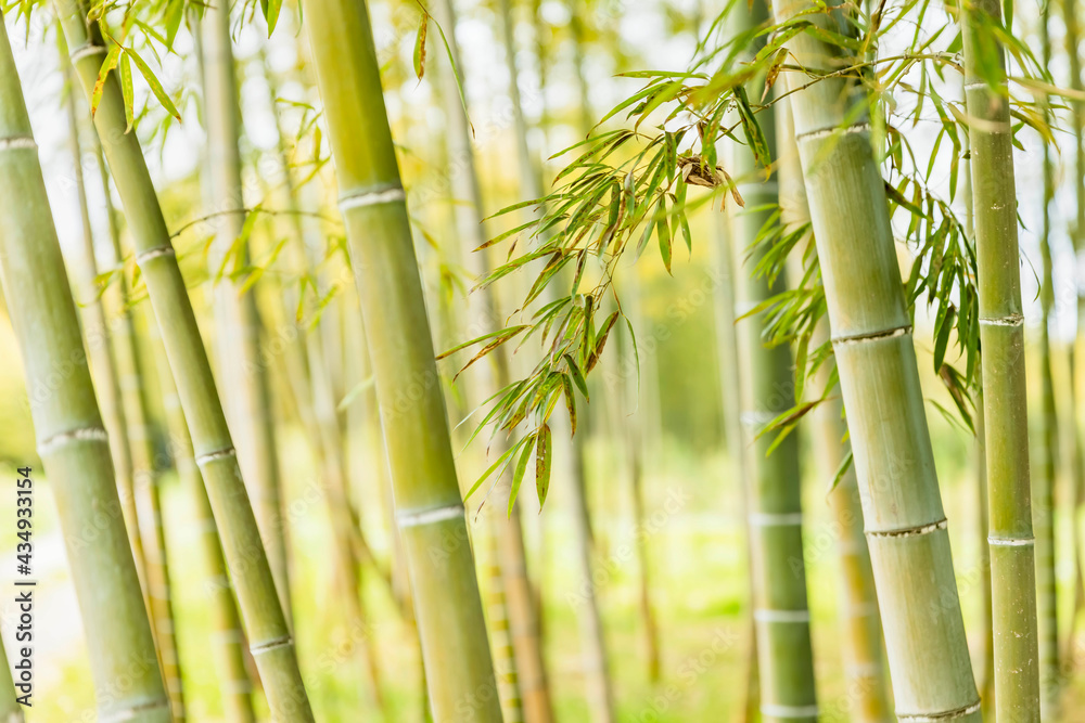 瑞々しい新緑の竹林