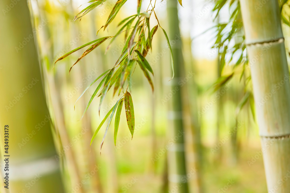 瑞々しい新緑の竹林