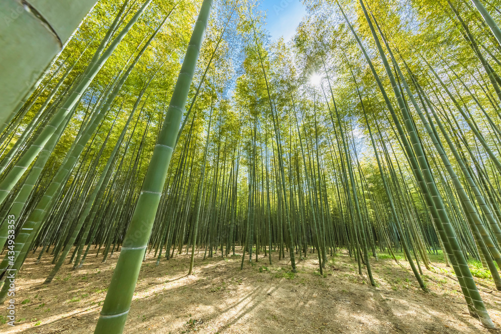 瑞々しい新緑の竹林