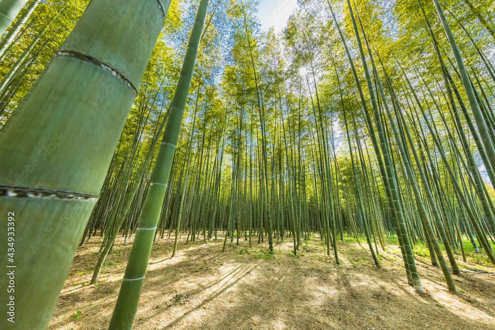 瑞々しい新緑の竹林