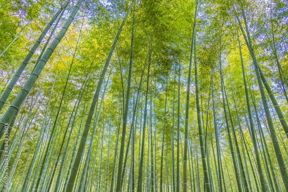 瑞々しい新緑の竹林