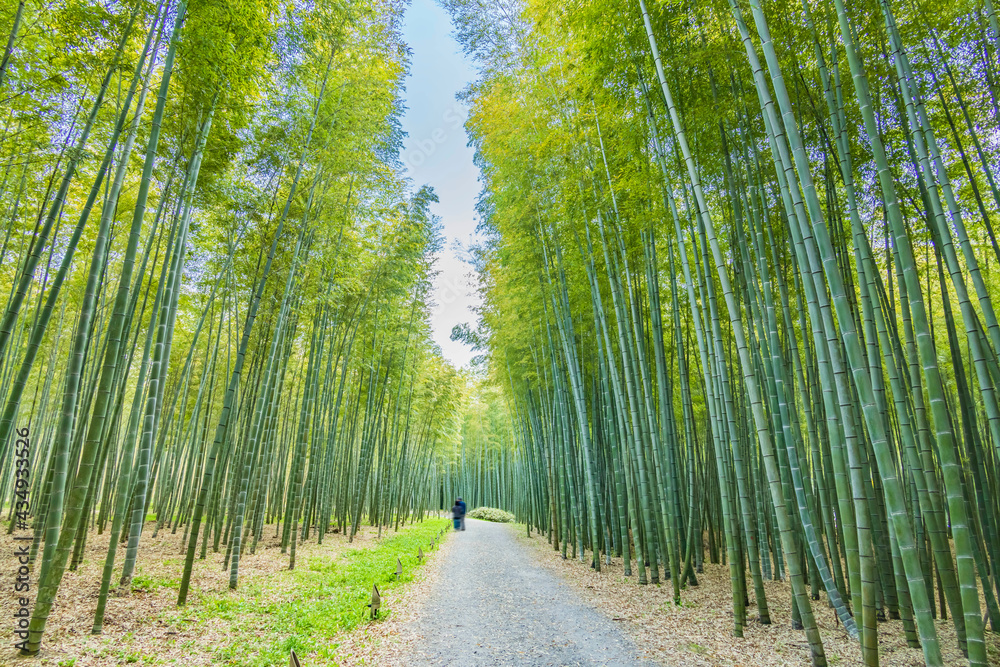 瑞々しい新緑の竹林