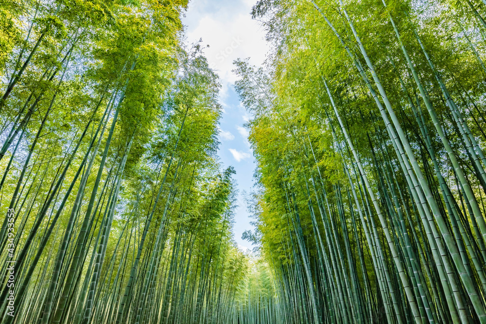 瑞々しい新緑の竹林