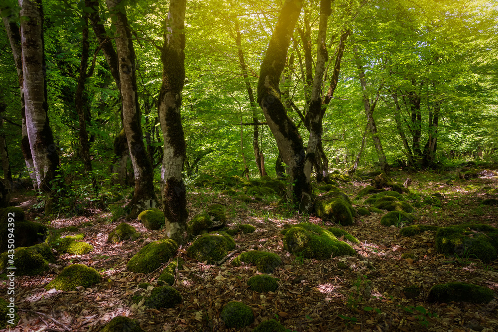 Many stones covered with moss lying in the forest