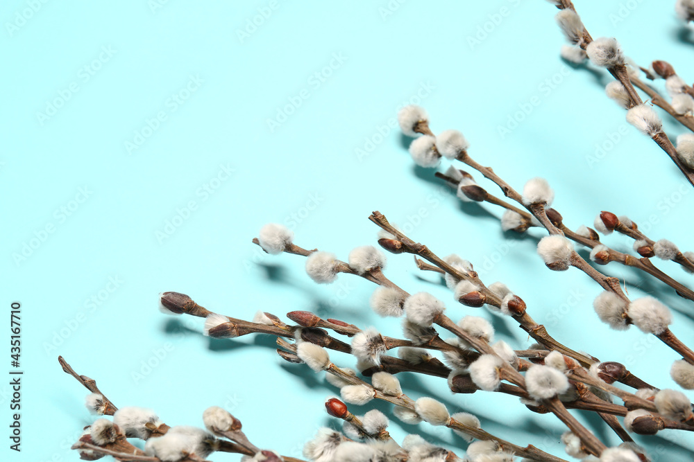 Willow branches on color background