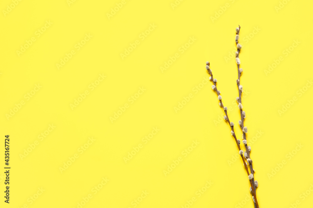 Willow branches on color background