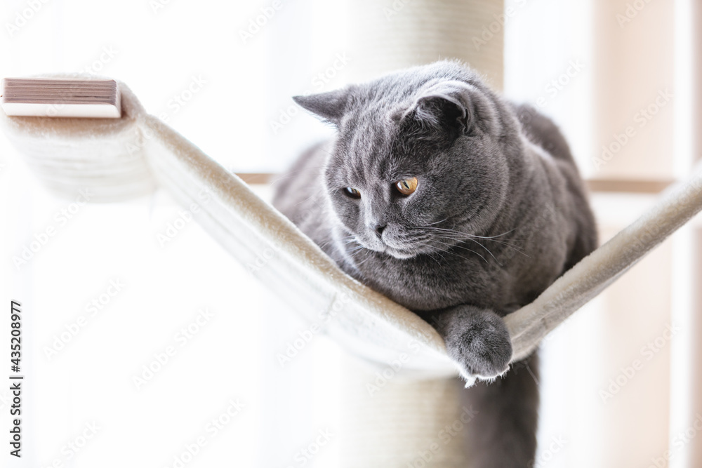 British cat on hammock on cat tree scratching post