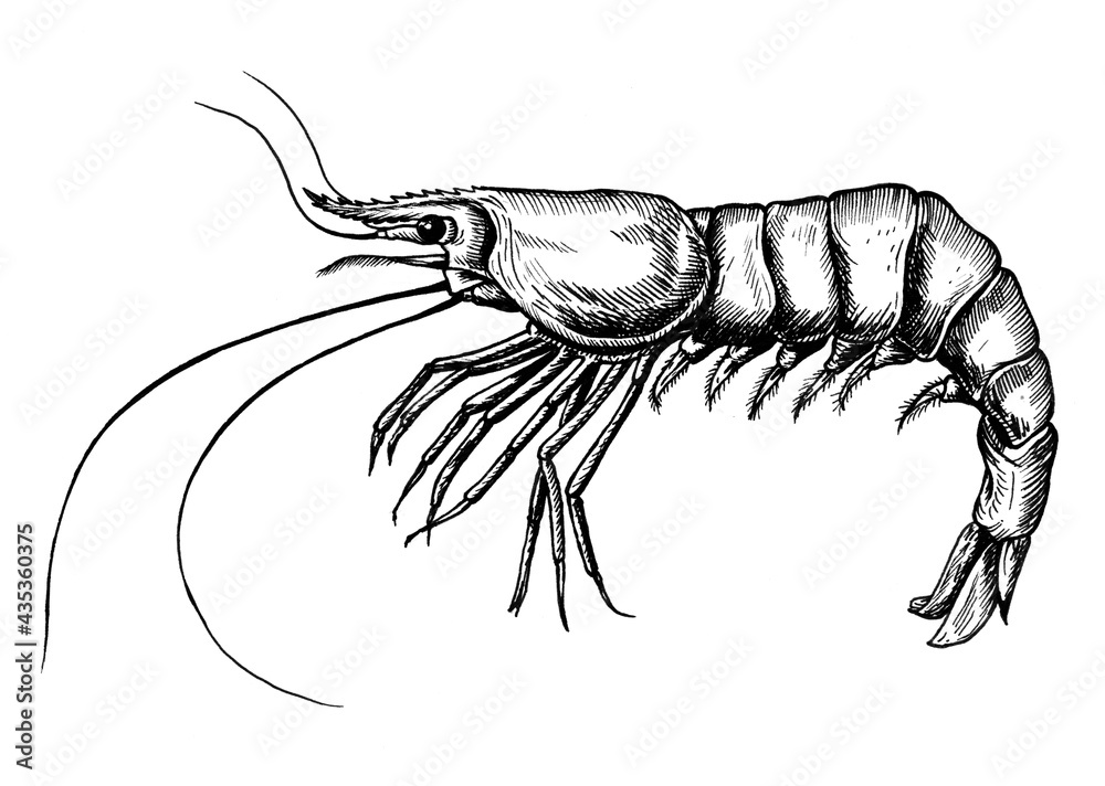 Hand drawn shrimp isolated