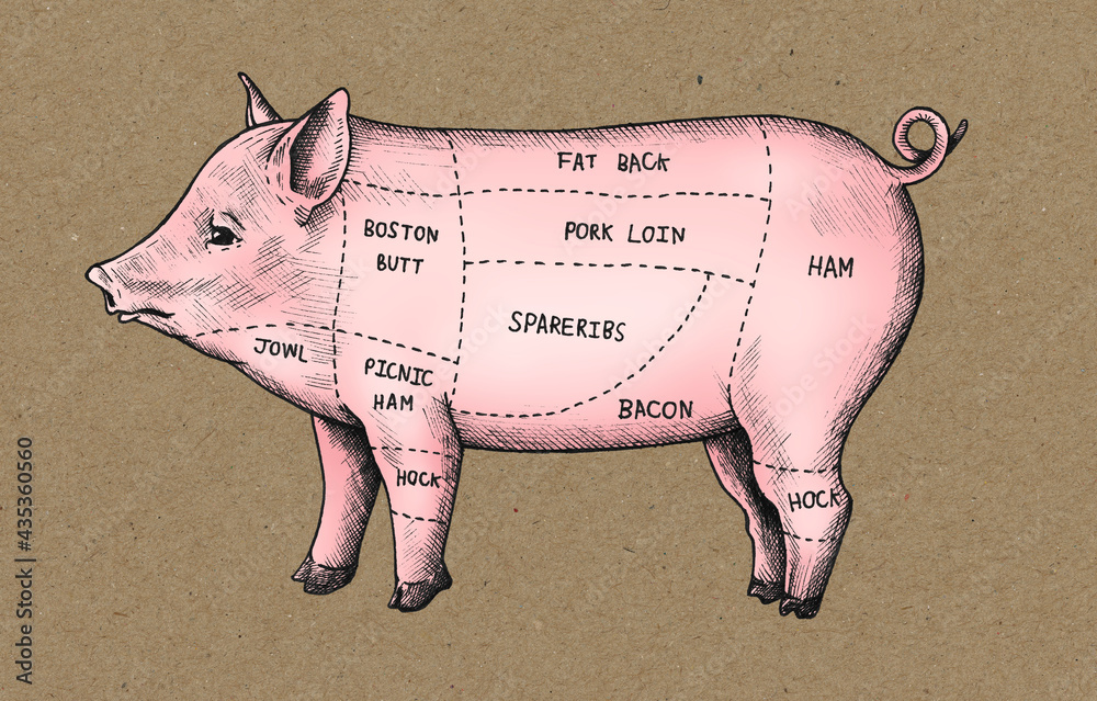 Hand drawn cut of pig