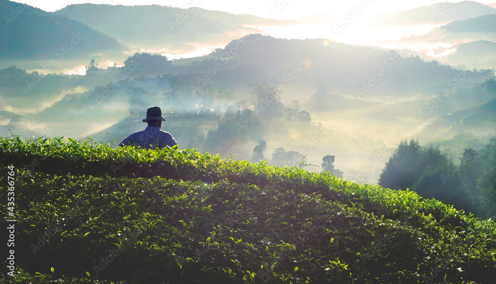 Farmer at tea plantation in Malaysia