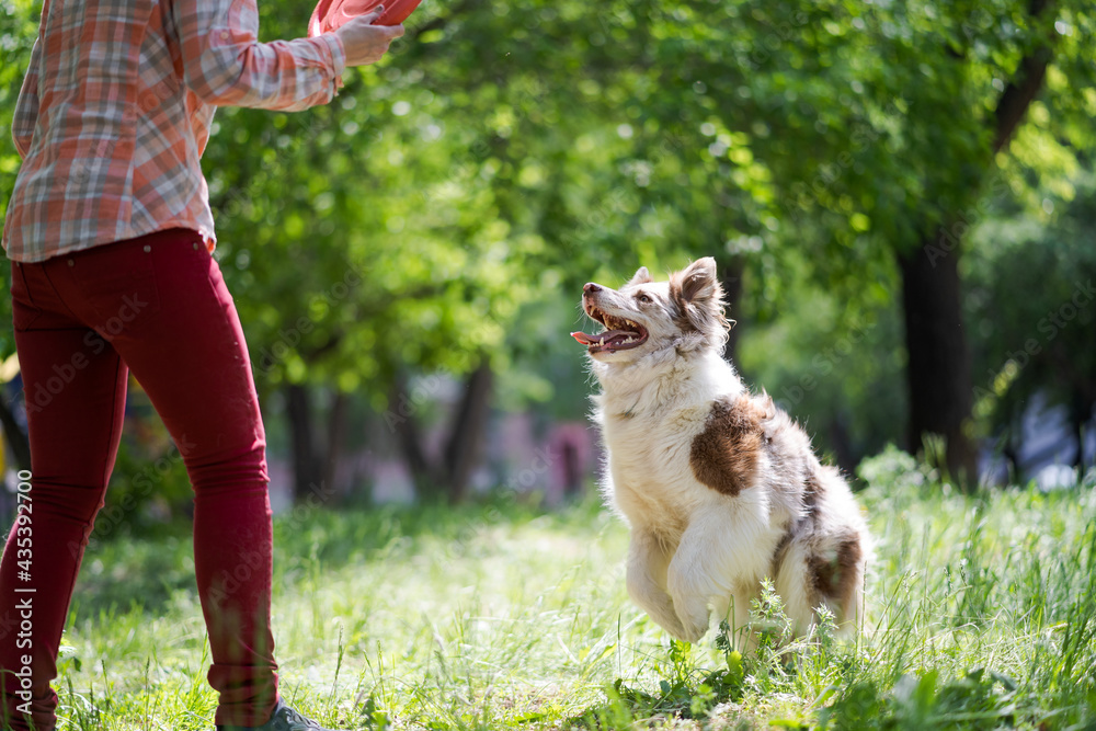 一位中年妇女正在和她的边境牧羊犬玩耍。快乐的狗抓住了光盘。和你一起玩