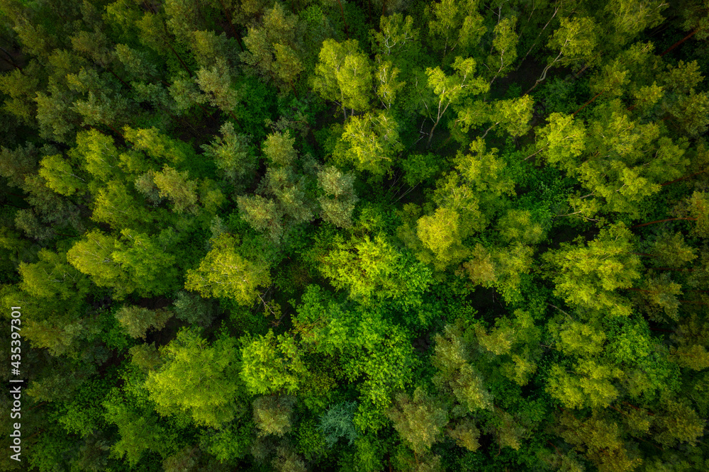 Aerial top view of the idyllic green forest in the summer.