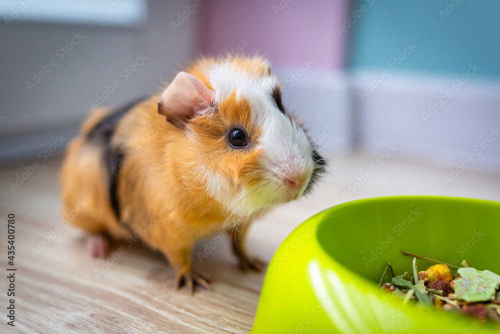 The guinea pig eats food from a bowl.