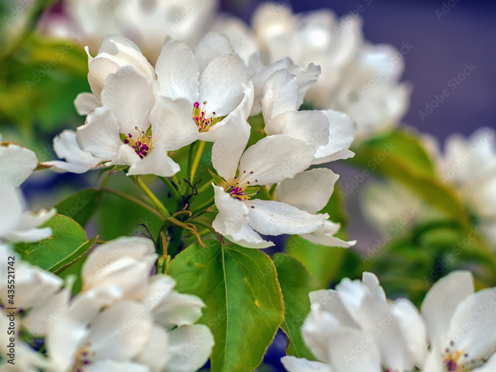 The apple tree is blossomed. Close-up.