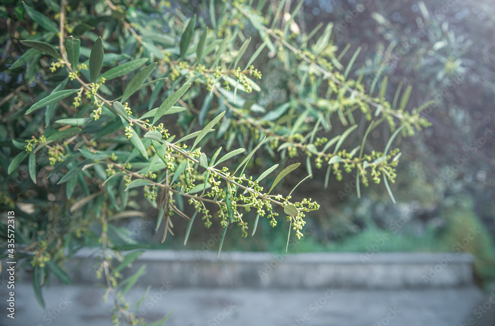 Olive tree flowers. Blooming branches of olive tree in springtime, soft focus