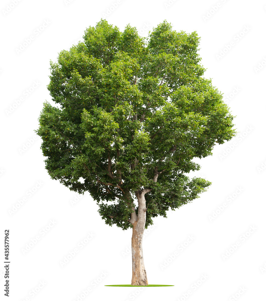 big tree isolate on white background