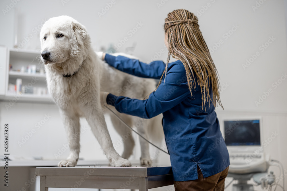 Female veterinarian examines the dog using ultrasound while patient standing at examination table at