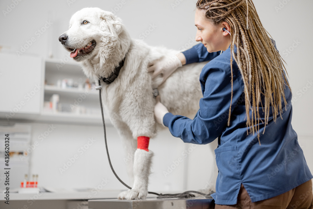 Veterinarian check up sick big white dog with stethoscope in vet clinic while pet standing at examin