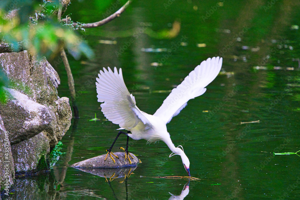 Little egret(Egretta garzetta) will pick up branches from the pond.It has 2 long wispy head plumes a