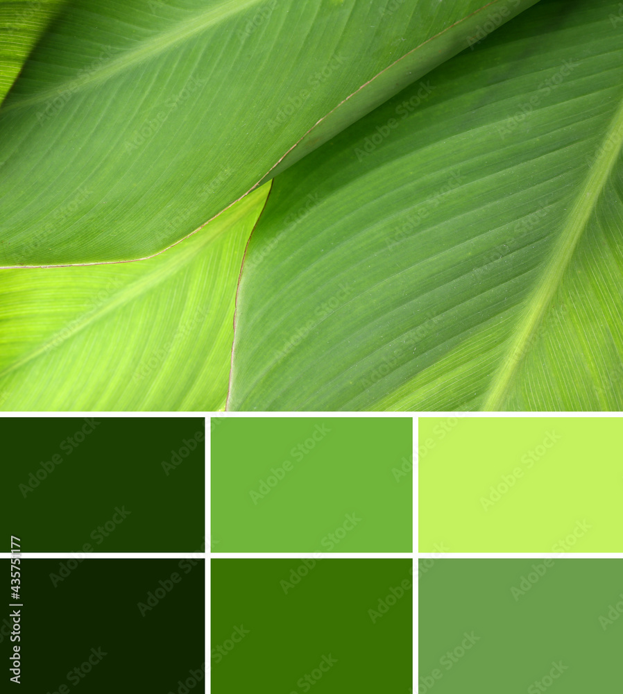 Green banana leaves, closeup. Different color patterns