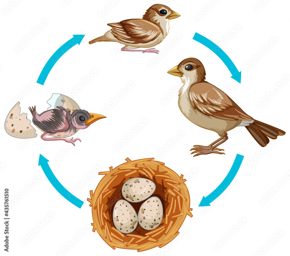 白色背景下的鸟类生命周期
