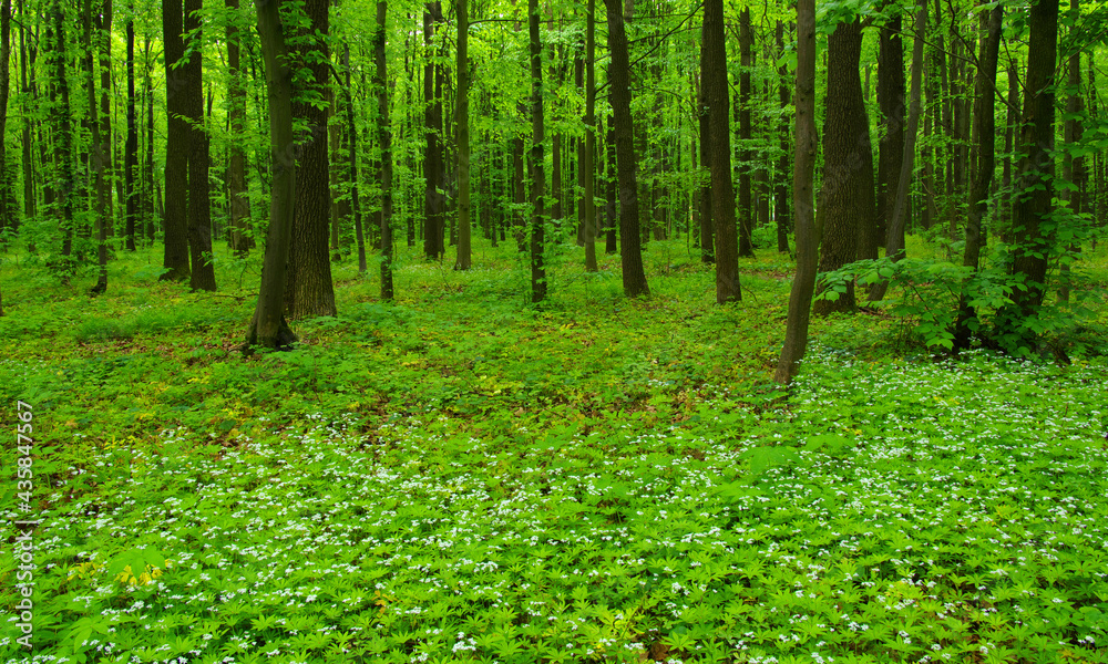 green forest in spring