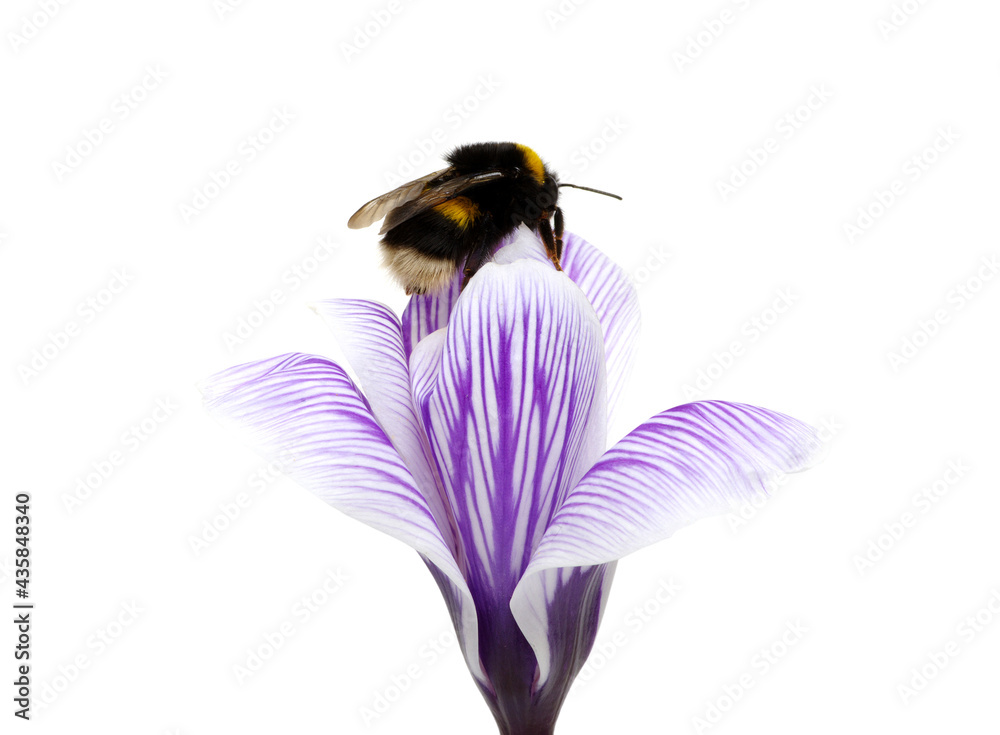 A macro shot of a bumblebee on flower