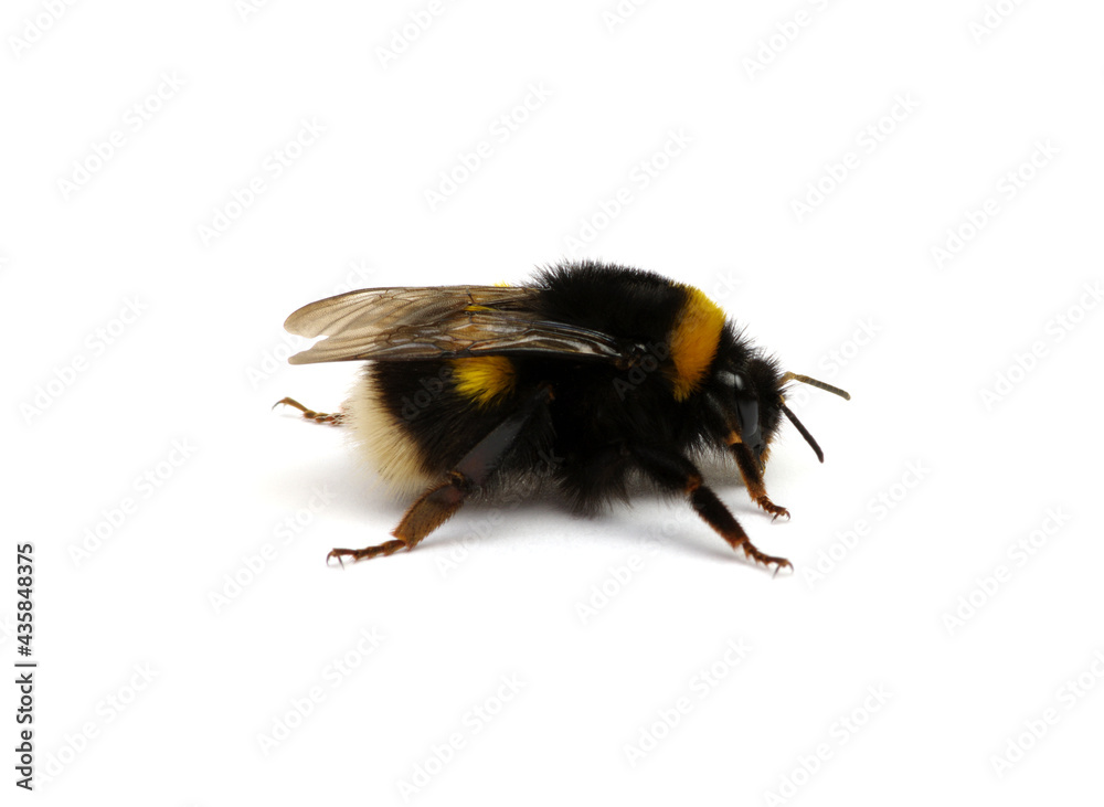 Buff tailed大黄蜂，Bombus，孤立于白色