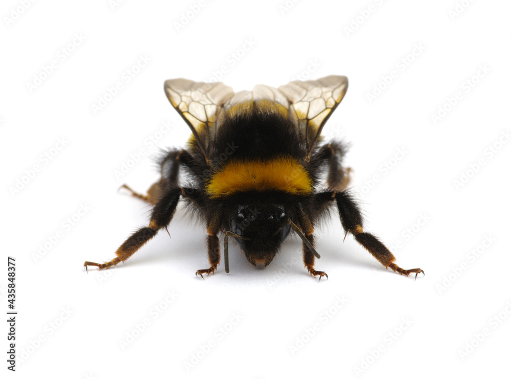 Buff-tailed bumblebee, Bombus, isolated on white