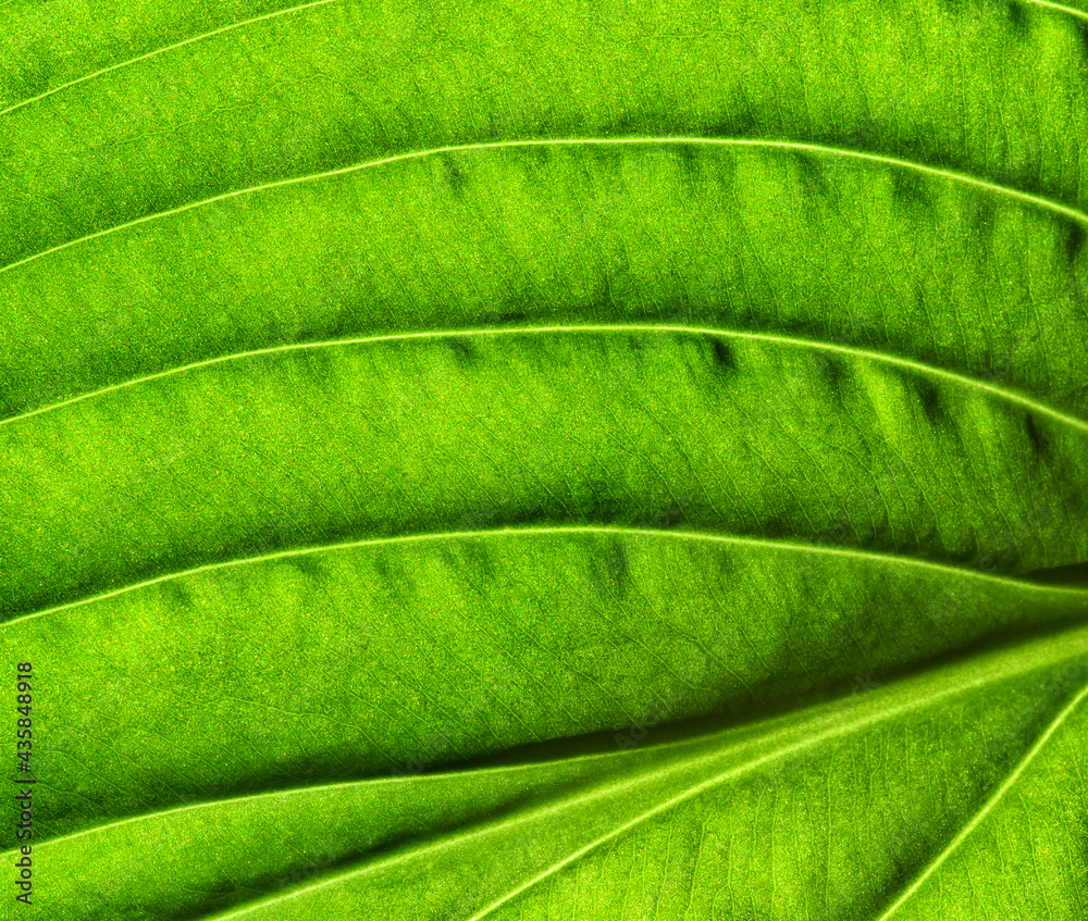 Leaf texture pattern for spring background.