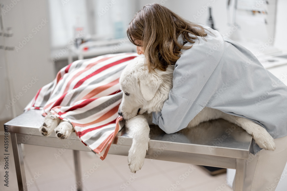 Female owner hugs and calm a big white sheepdog covered with a blanket in a veterinary clinic while 