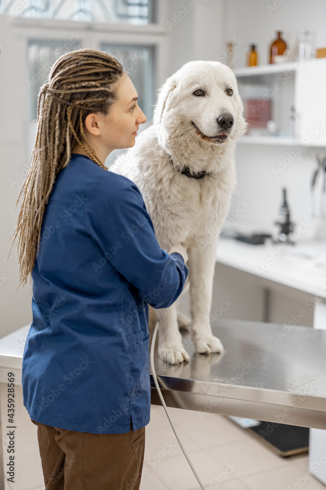 女兽医用超声波检查大白牧羊犬，而患者礼貌地坐在e处