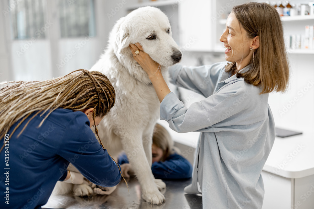 兽医诊所里，女主人拥抱并安抚一只白色大牧羊犬，而兽医正在修剪