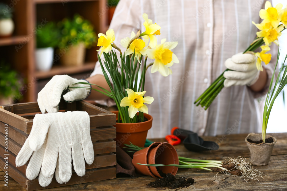 Gardener with narcissus plant at table