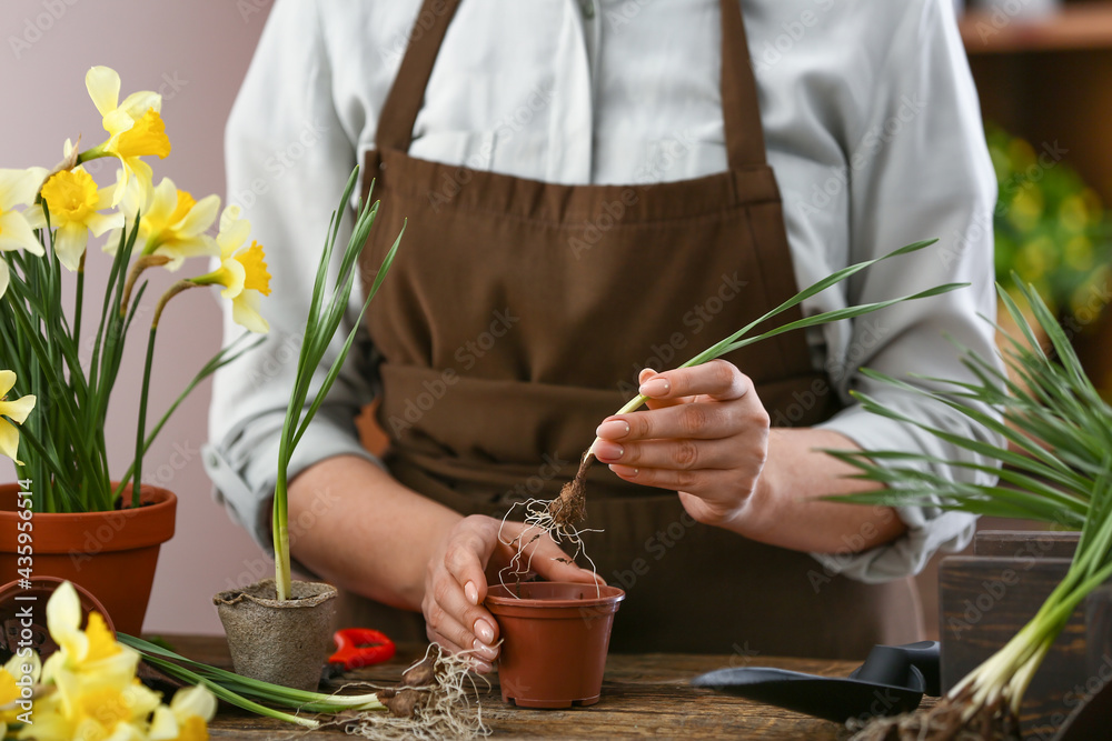 Gardener setting out narcissus plant in pot at table