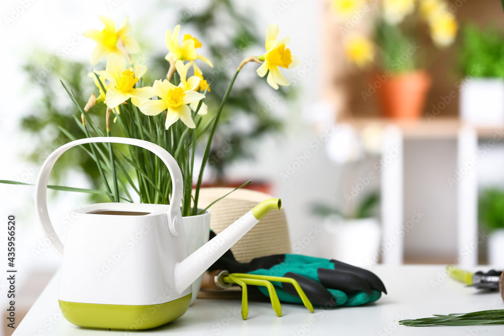 Gardening tools with narcissus plants on table of gardener