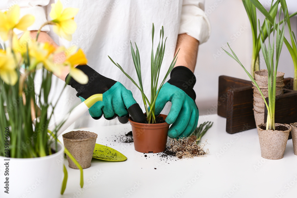 Gardener setting out narcissus plant in pot at table