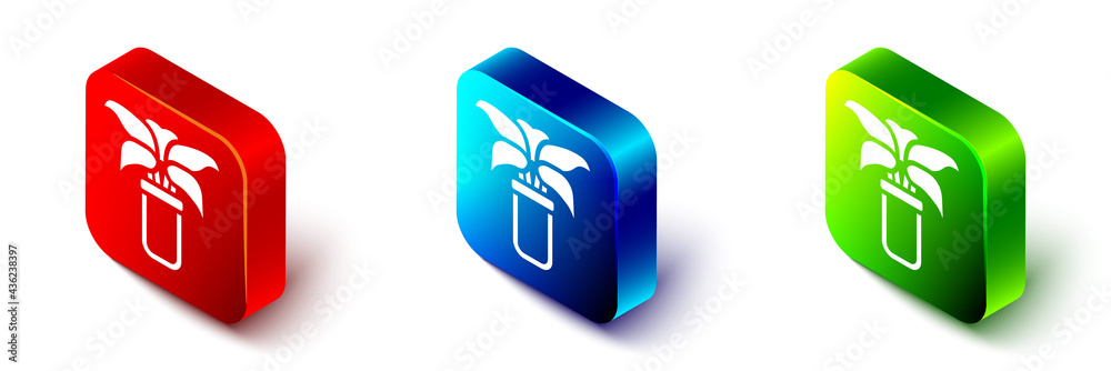 Isometric Exotic tropical plant in pot icon isolated on white background. Red, blue and green square