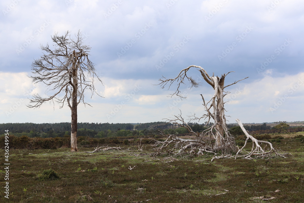 dead trees