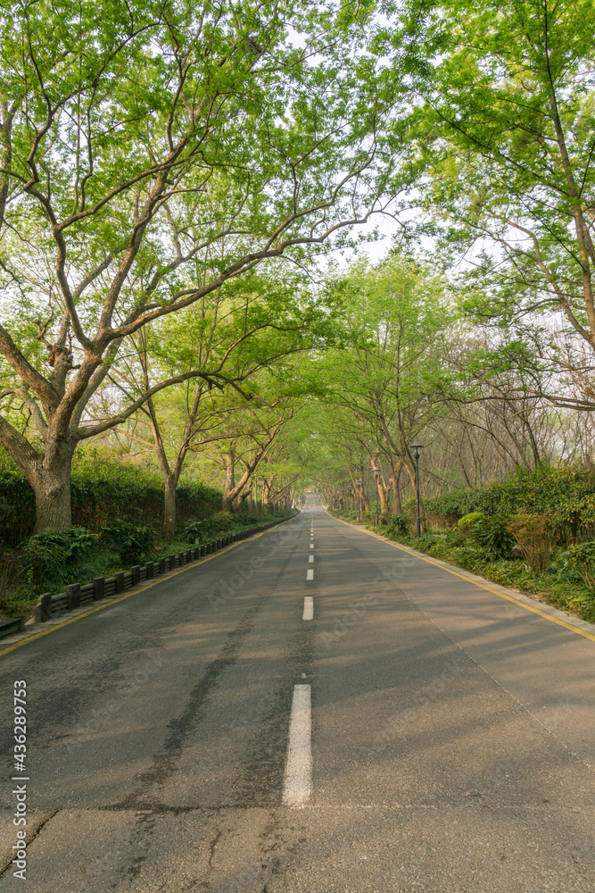 Ming Xiaoling scenic spot in Nanjing, China, with cherry blossoms in full bloom in spring.